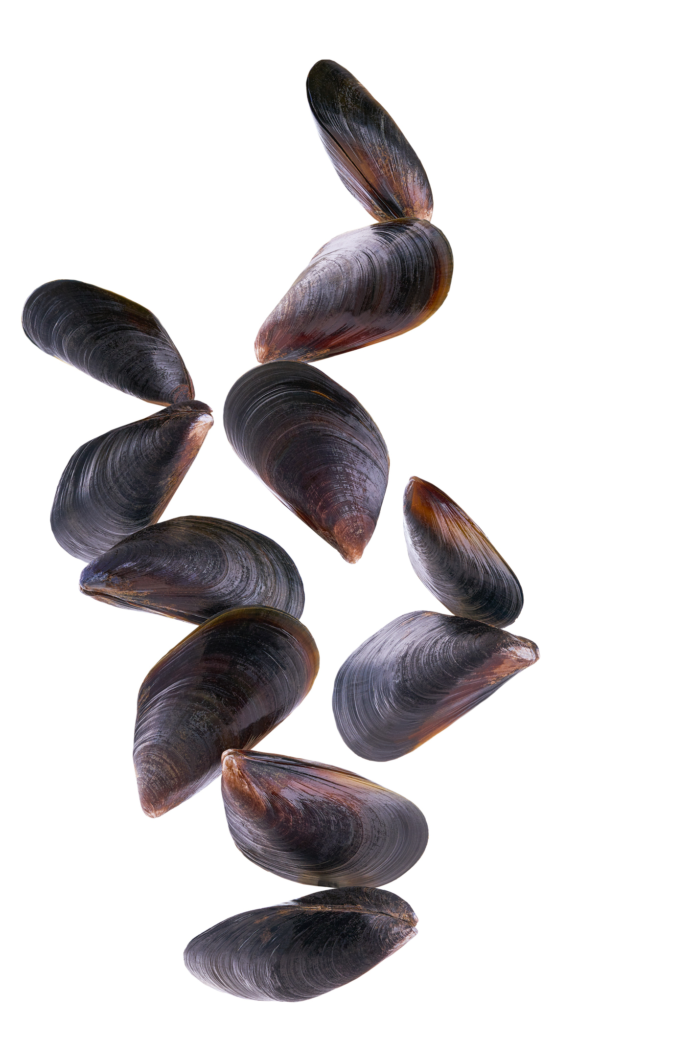 Mussels